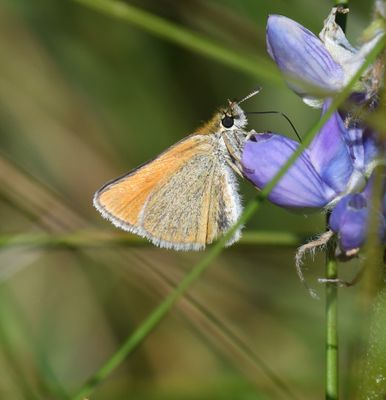 European Skipperling: Thymelicus lineola