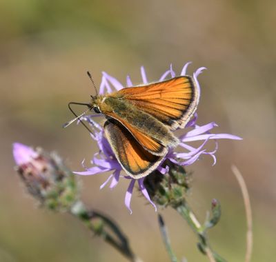 European Skipperling: Thymelicus lineola