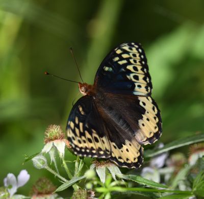 Great Spangled Fritillary: Speyeria cybele
