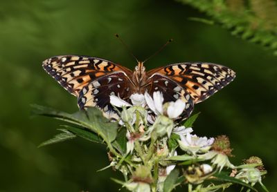 Great Spangled Fritillary: Speyeria cybele