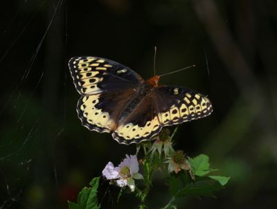 Great Spangled Fritillary: Speyeria cybele