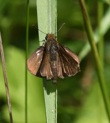 Dun Skipper: Euphyes vestris