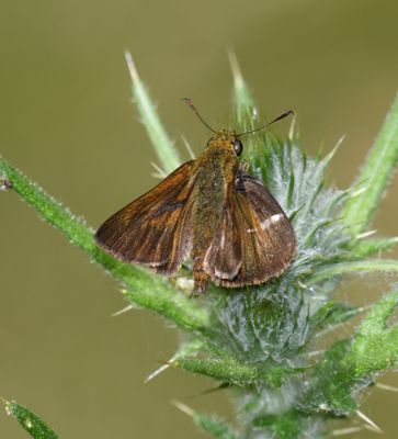 Dun Skipper: Euphyes vestris