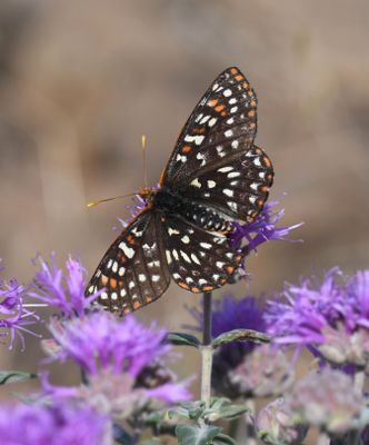 Anicia Checkerspot: Euphydryas anicia