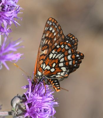 Anicia Checkerspot: Euphydryas anicia