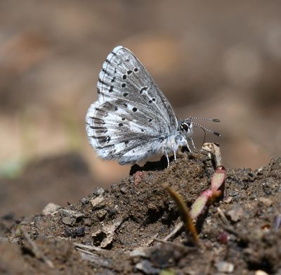 Arrowhead Blue: Glaucopsyche piasus