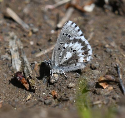 Arrowhead Blue: Glaucopsyche piasus