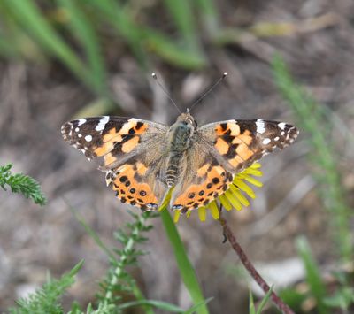 Painted Lady: Vanessa cardui