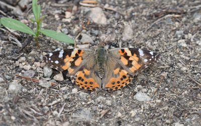 Painted Lady: Vanessa cardui