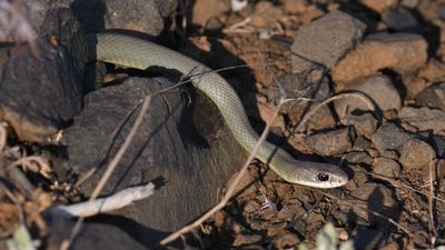 Western Yellow-bellied Racer