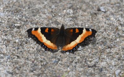 Milbert's Tortoiseshell: Aglais milberti