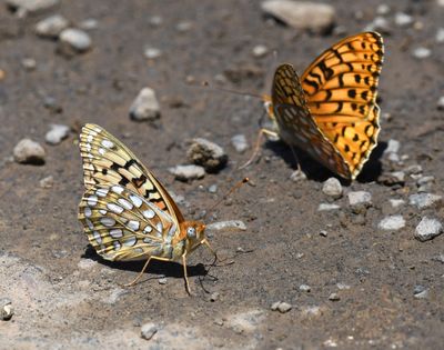 Coronis Fritillary: Speyeria coronis