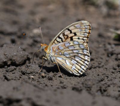 Coronis Fritillary: Speyeria coronis