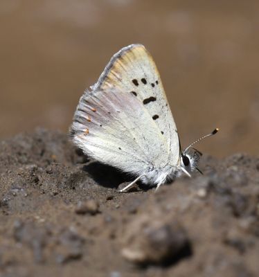 Lilac-bordered Copper: Lycaena nivalis