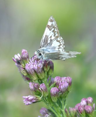 Northern White Skipper: Heliopetes ericetorum