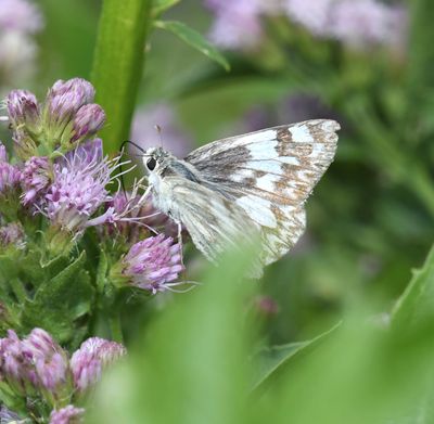 Northern White Skipper: Heliopetes ericetorum