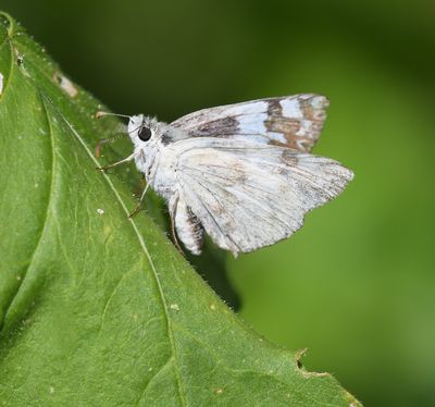 Northern White Skipper: Heliopetes ericetorum