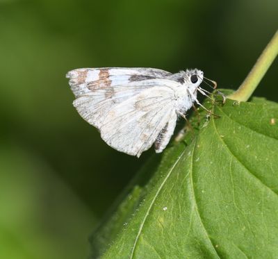 Northern White Skipper: Heliopetes ericetorum