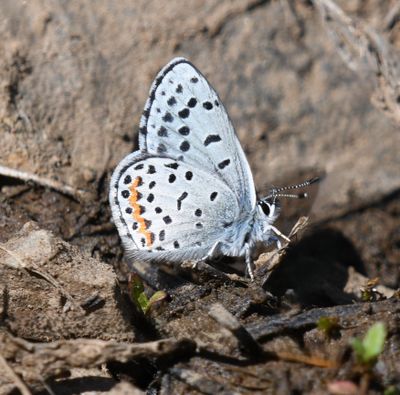 Columbia Blue: Euphilotes columbiae