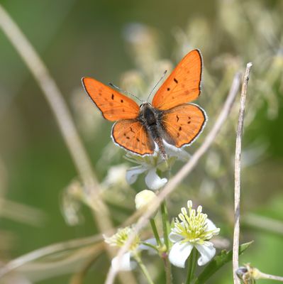 Ruddy Copper: Lycaena rubidus