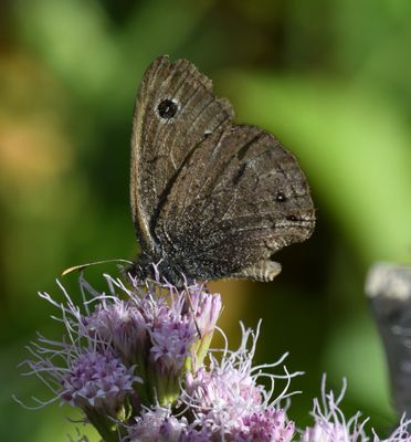 Dark Wood Nymph: Cercyonis oetus