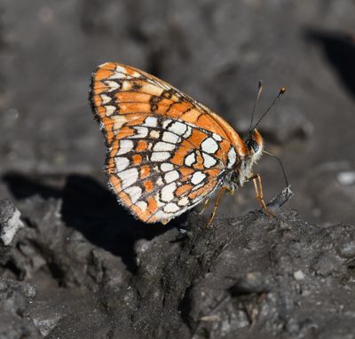 Northern Checkerspot: Chlosyne palla