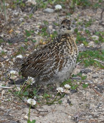 Spruce Grouse