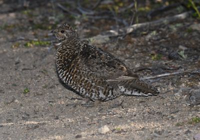 grouse_spruce_more