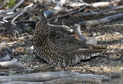 Spruce Grouse