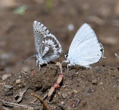 Western Tailed Blue: Cupido amyntula and Arrowhead Blue: Glaucopsyche piasus