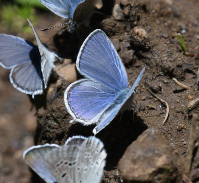 Western Tailed Blue: Cupido amyntula