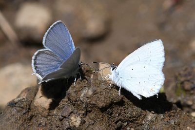 Western Tailed Blue: Cupido amyntula