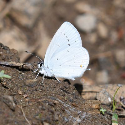 Western Tailed Blue: Cupido amyntula