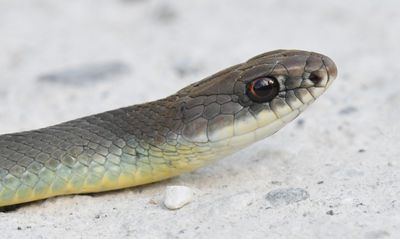 Western Yellow-bellied Racer