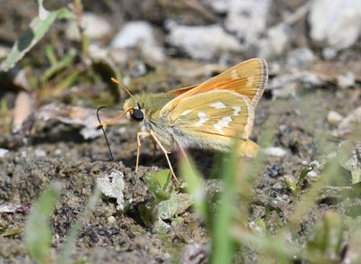 Western Branded Skipper: Hesperia colorado