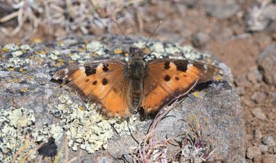 California Tortoiseshell: Nymphalis californica