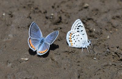 Lupine Blue: Icaricia lupini