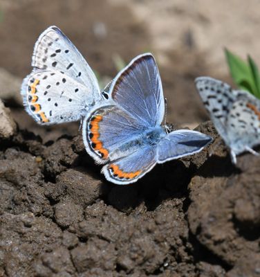 Lupine Blue: Icaricia lupini