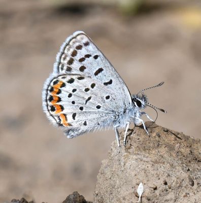 Lupine Blue: Icaricia lupini