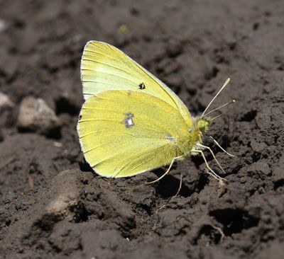 Western Sulphur: Colias occidentalis