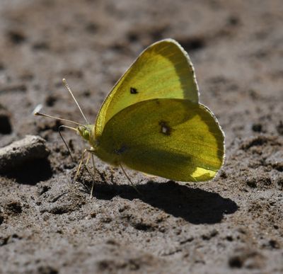Western Sulphur: Colias occidentalis