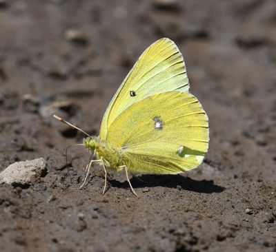 Western Sulphur: Colias occidentalis