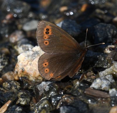 Butler's Alpine: Erebia epipsodea