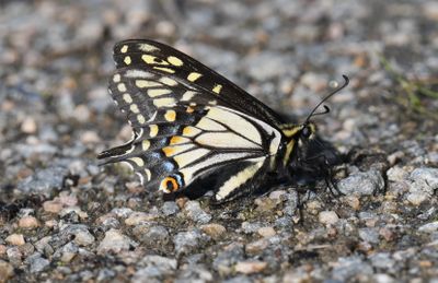 Anise Swallowtail: Papilio zelicaon
