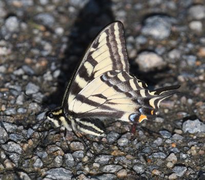 Western Tiger Swallowtail: Papilio rutulus