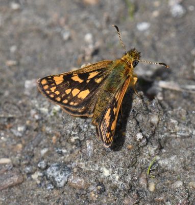 Arctic Skipper: Carterocephalus skada