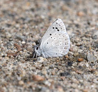 Boisduval's Blue: Icaricia icarioides