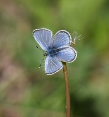 Silvery Blue: Glaucopsyche lygdamus