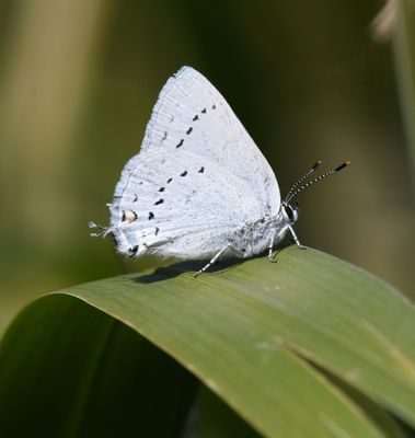 Sylvan Hairstreak: Satyrium sylvinus