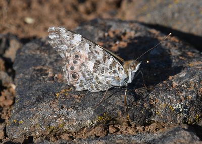 Painted Lady: Vanessa cardui